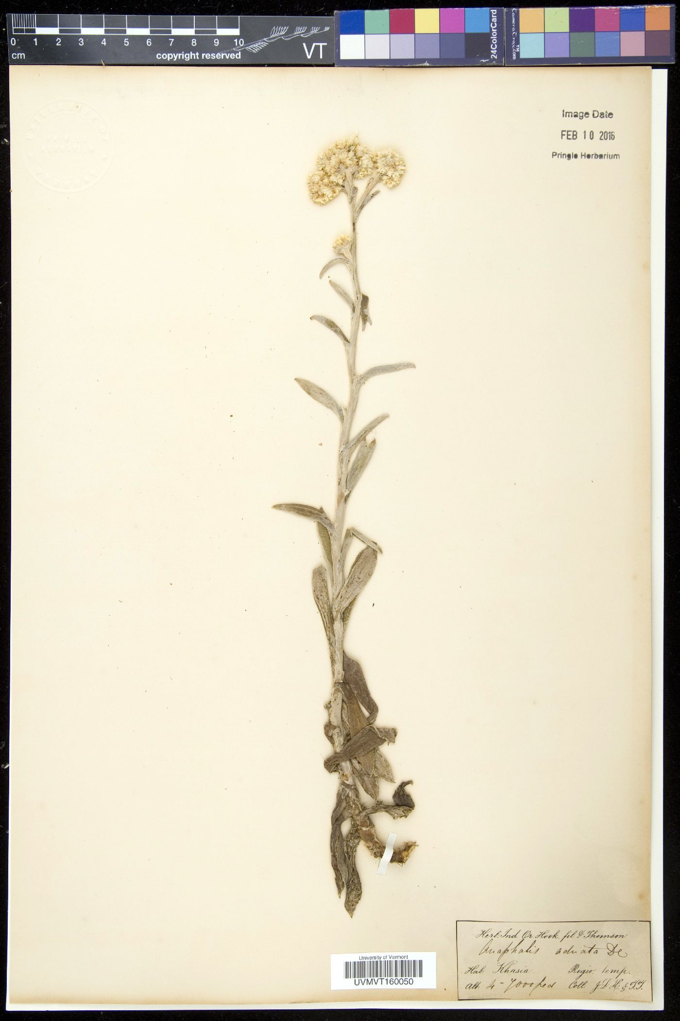 Pseudognaphalium adnatum image