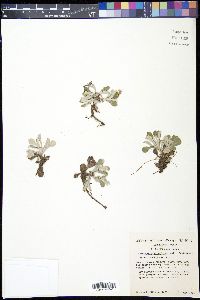 Antennaria parviflora image