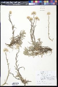 Antennaria rosea image