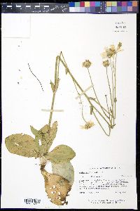 Arnica acaulis image