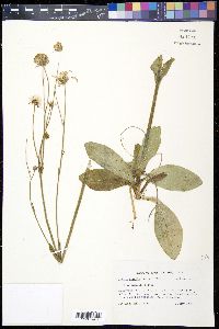 Arnica acaulis image