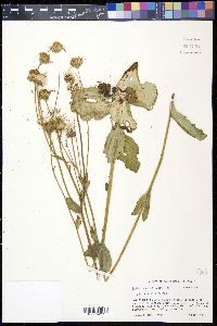 Arnica acaulis image