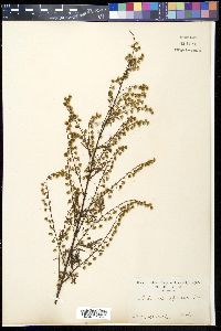 Image of Artemisia carvifolia