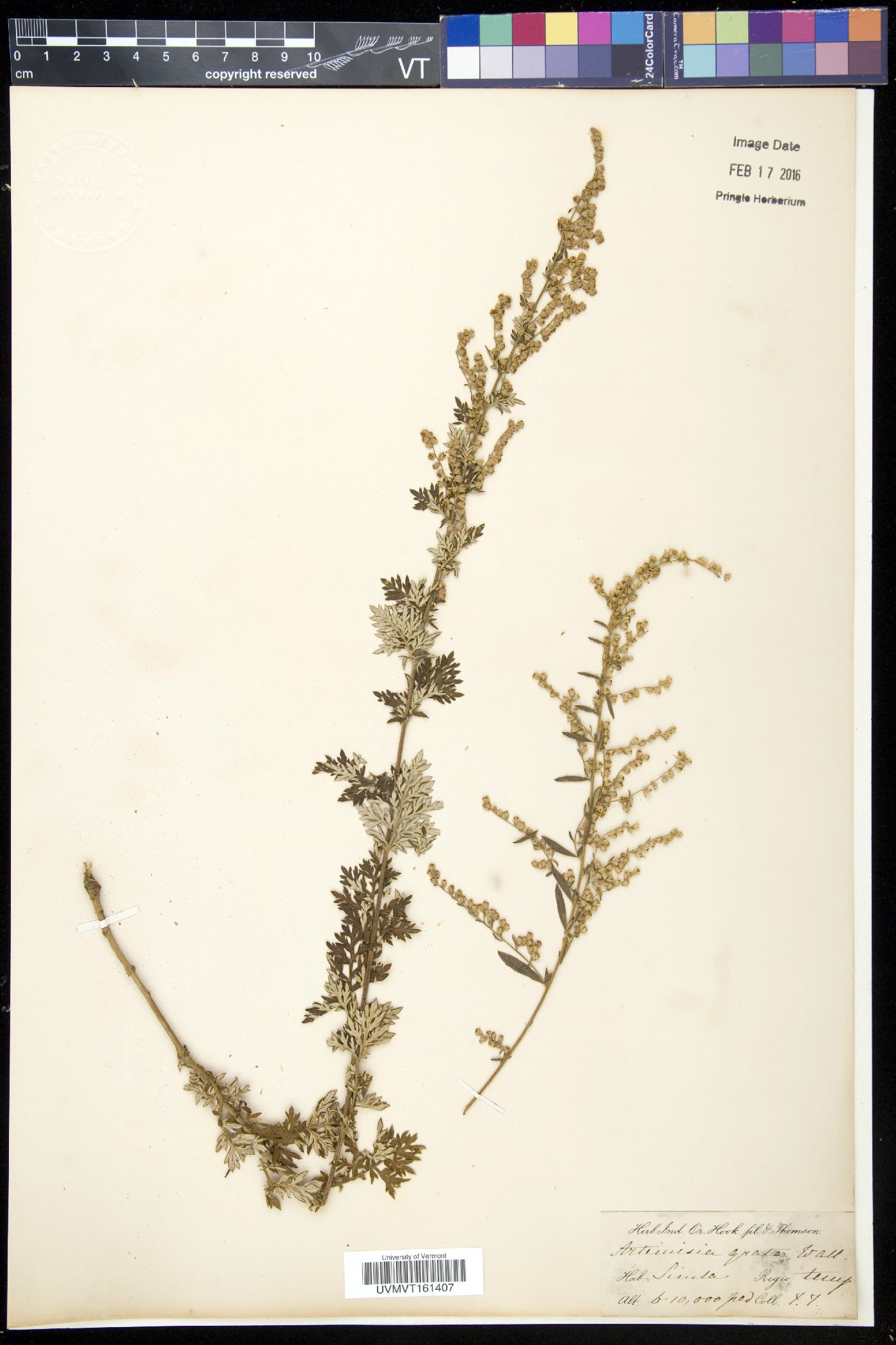 Artemisia grata image