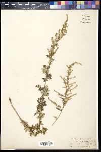 Image of Artemisia grata