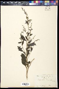Artemisia keiskeana image