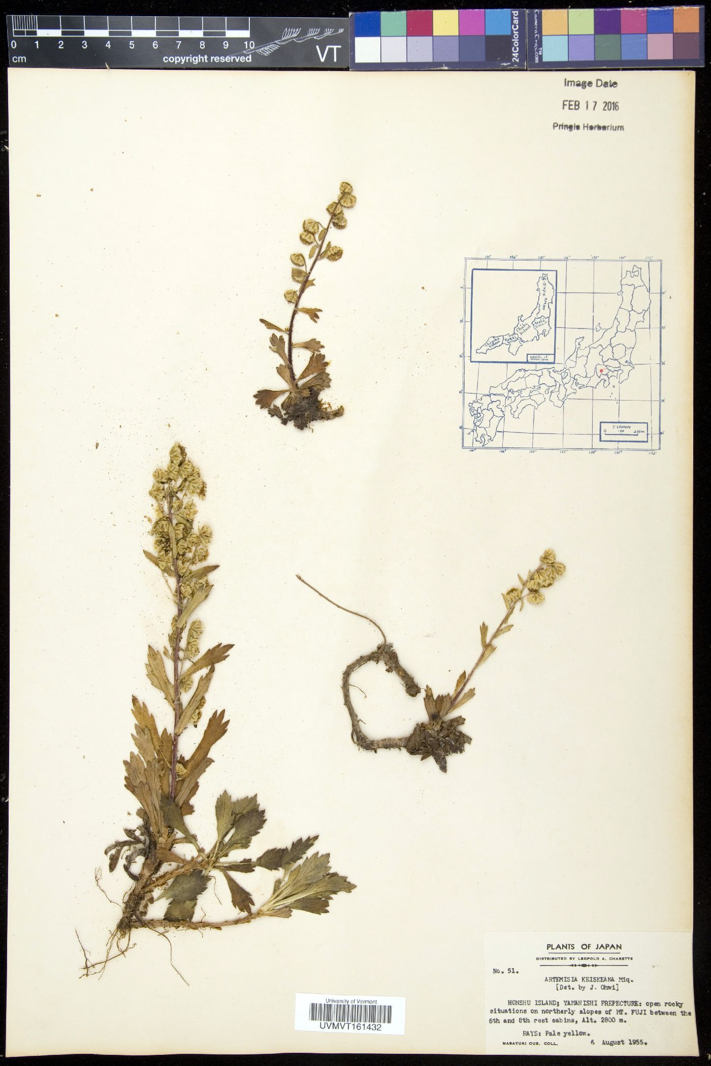 Artemisia keiskeana image