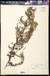 Image of Artemisia japonica