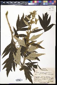 Artemisia montana image