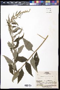 Artemisia monophylla image