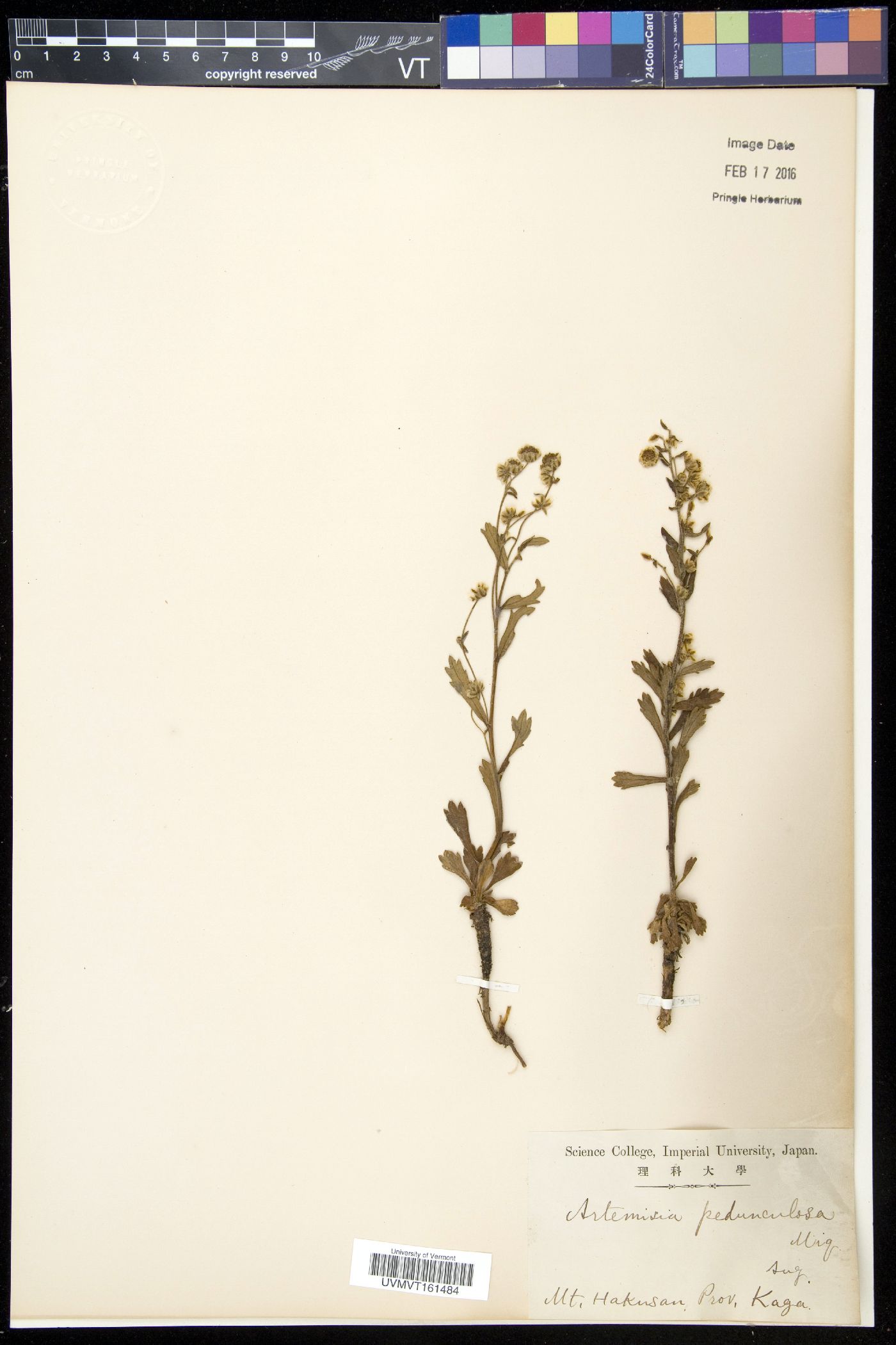 Artemisia pedunculosa image