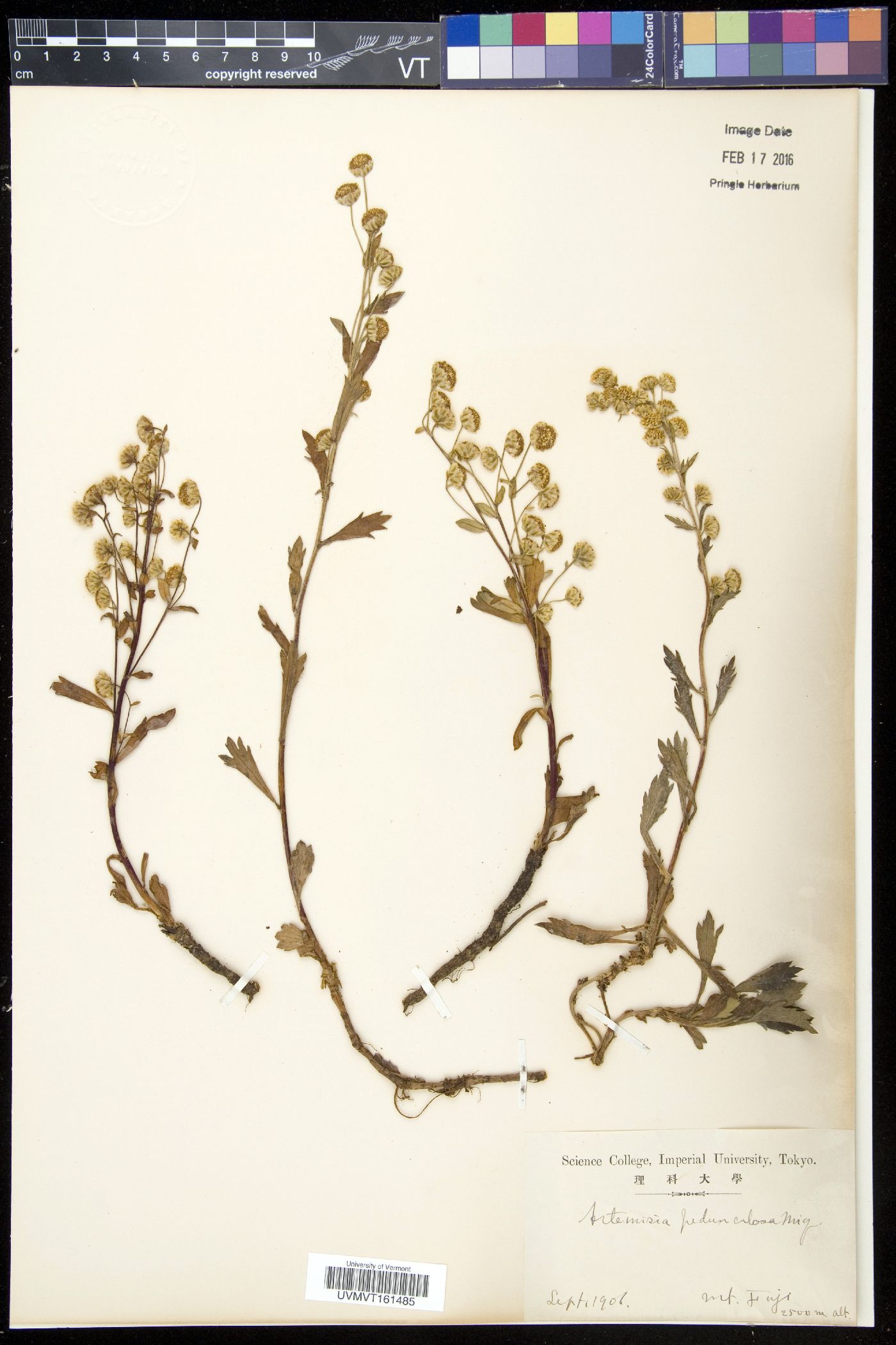 Artemisia pedunculosa image