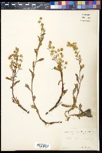 Image of Artemisia pedunculosa