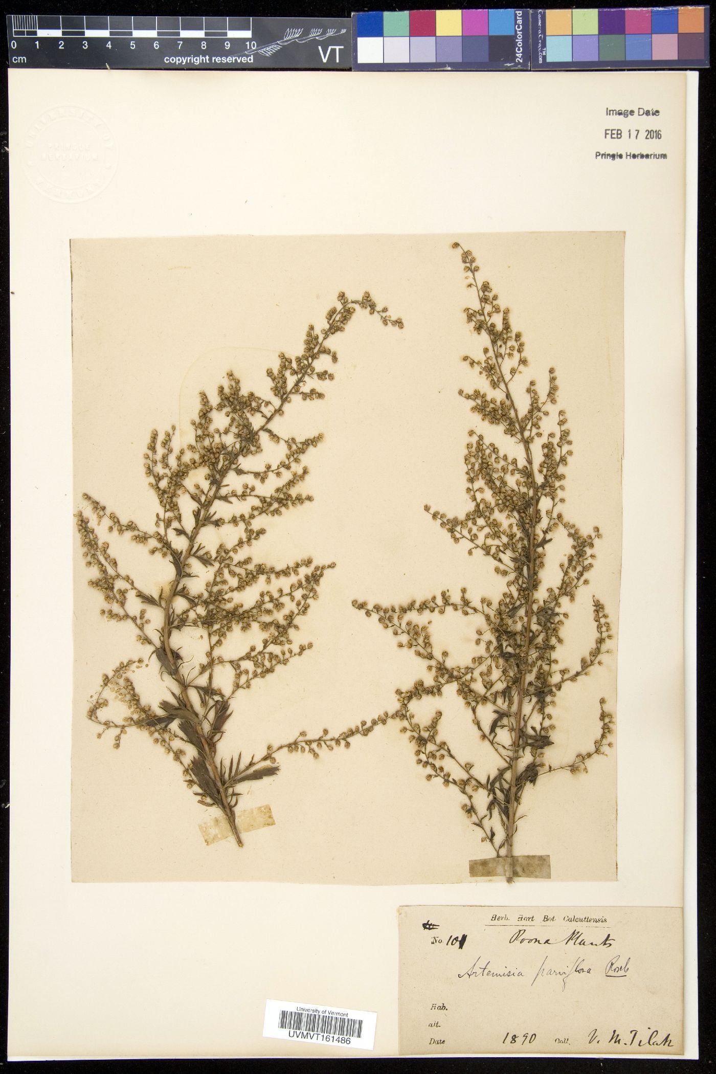 Artemisia parviflora image