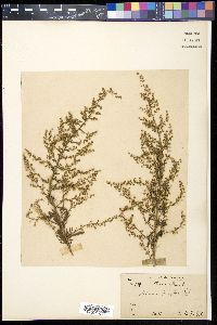 Artemisia parviflora image