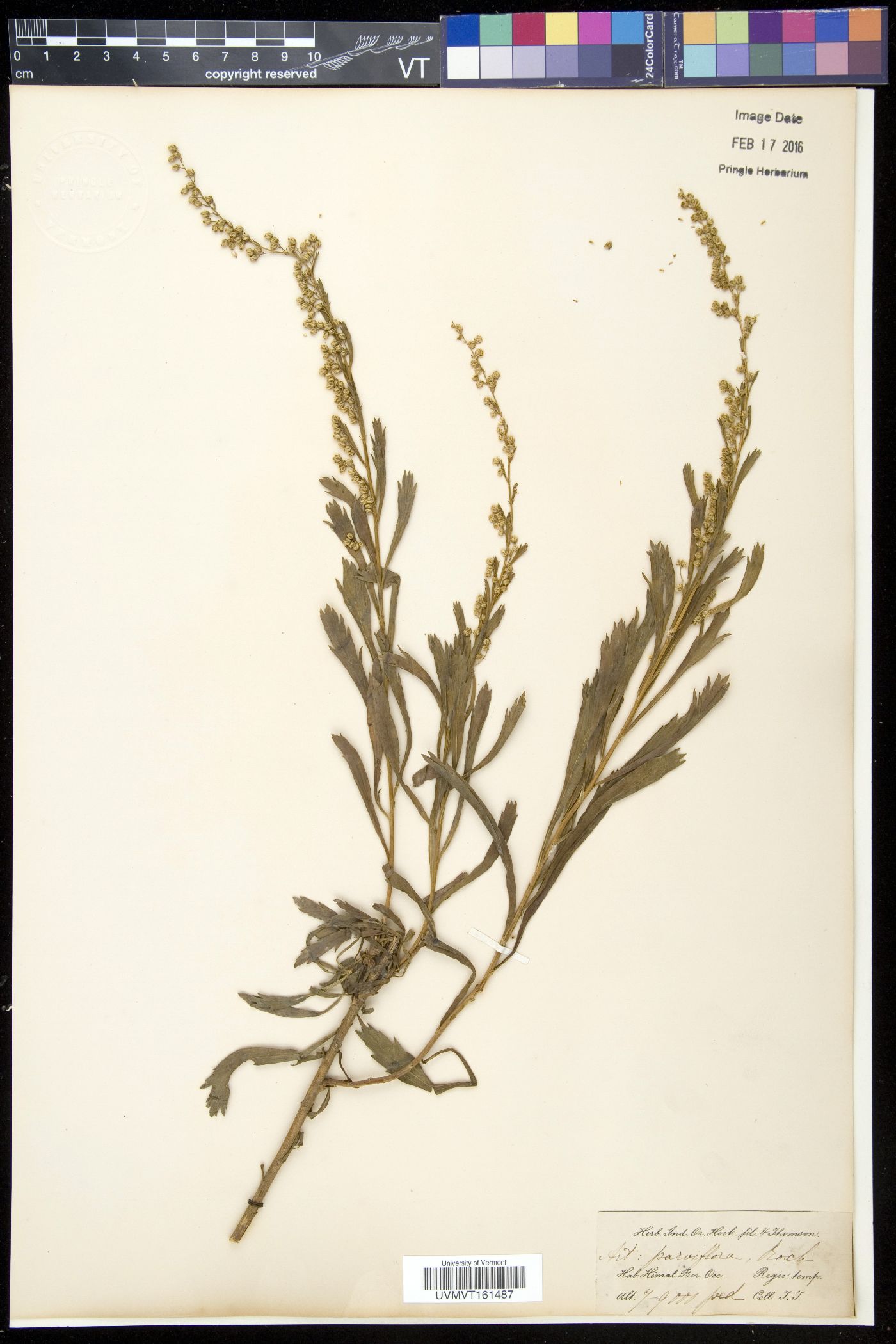 Artemisia parviflora image