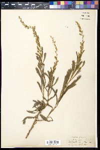 Image of Artemisia parviflora