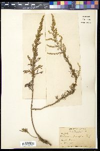 Artemisia parviflora image