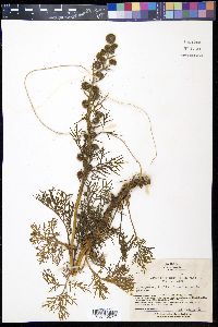 Artemisia sinanensis image