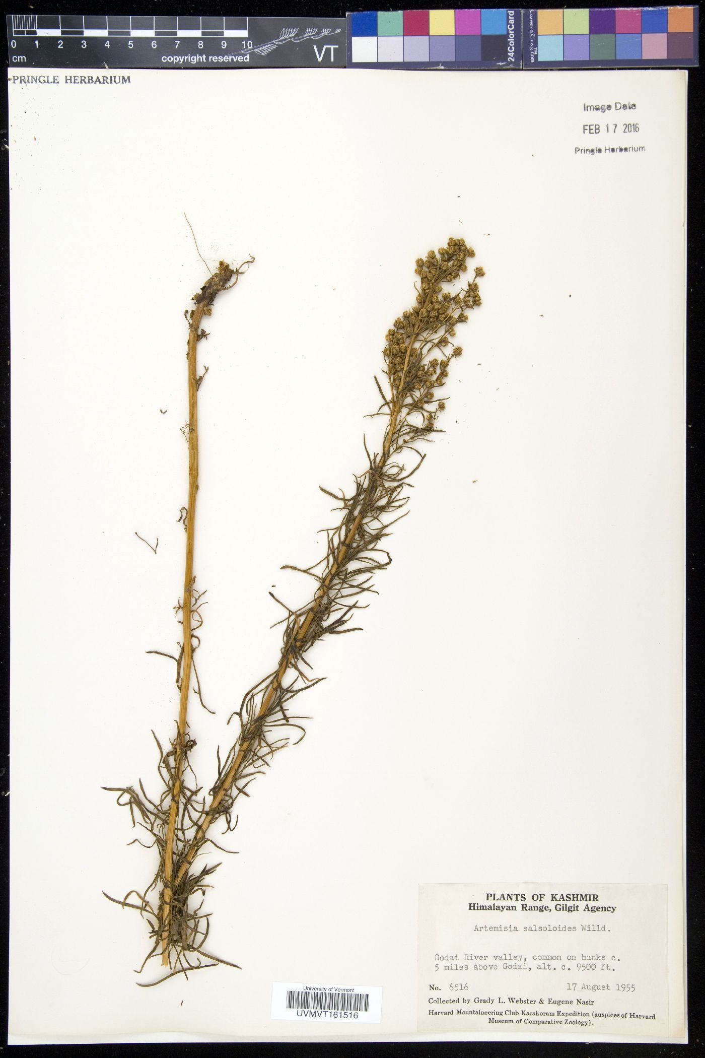 Artemisia salsoloides image