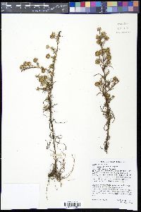 Symphyotrichum priceae image