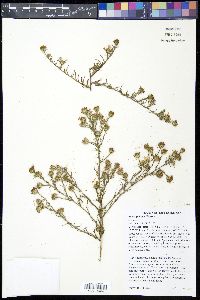 Aster priceae image