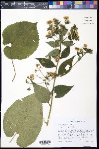 Aster schreberi image