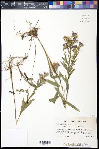 Aster surculosus image