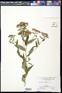 Aster ageratoides image