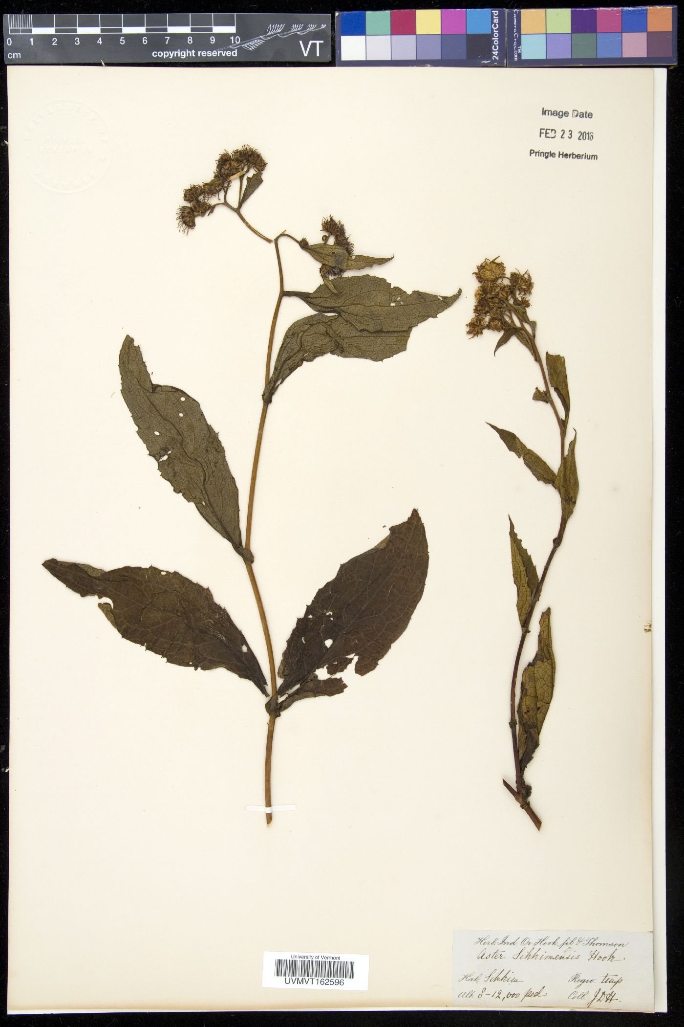 Metamyriactis sikkimensis image