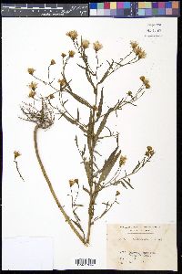 Tripolium pannonicum image