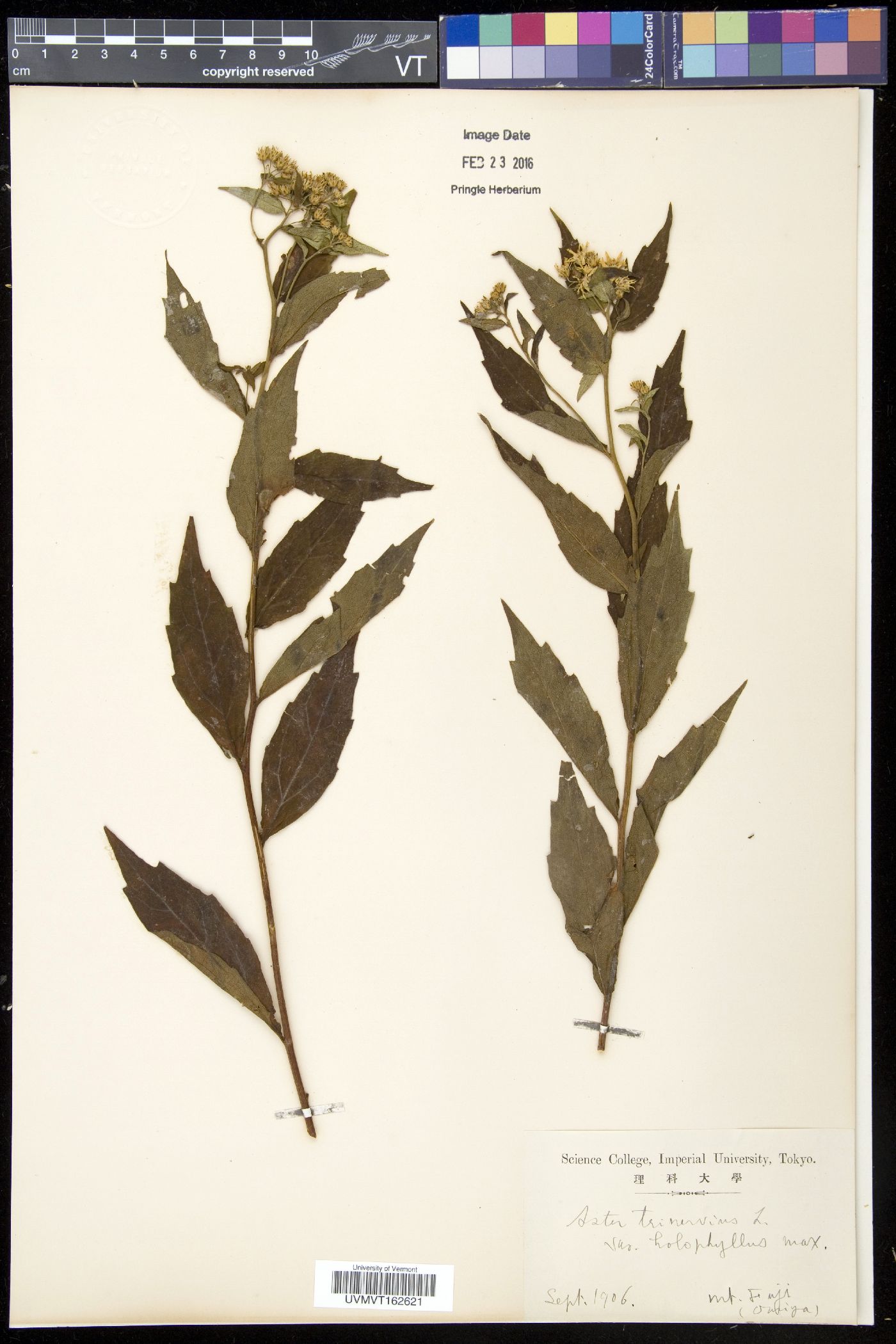 Aster ageratoides image