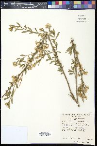 Baccharis salicina image