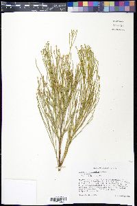 Baccharis sarothroides image