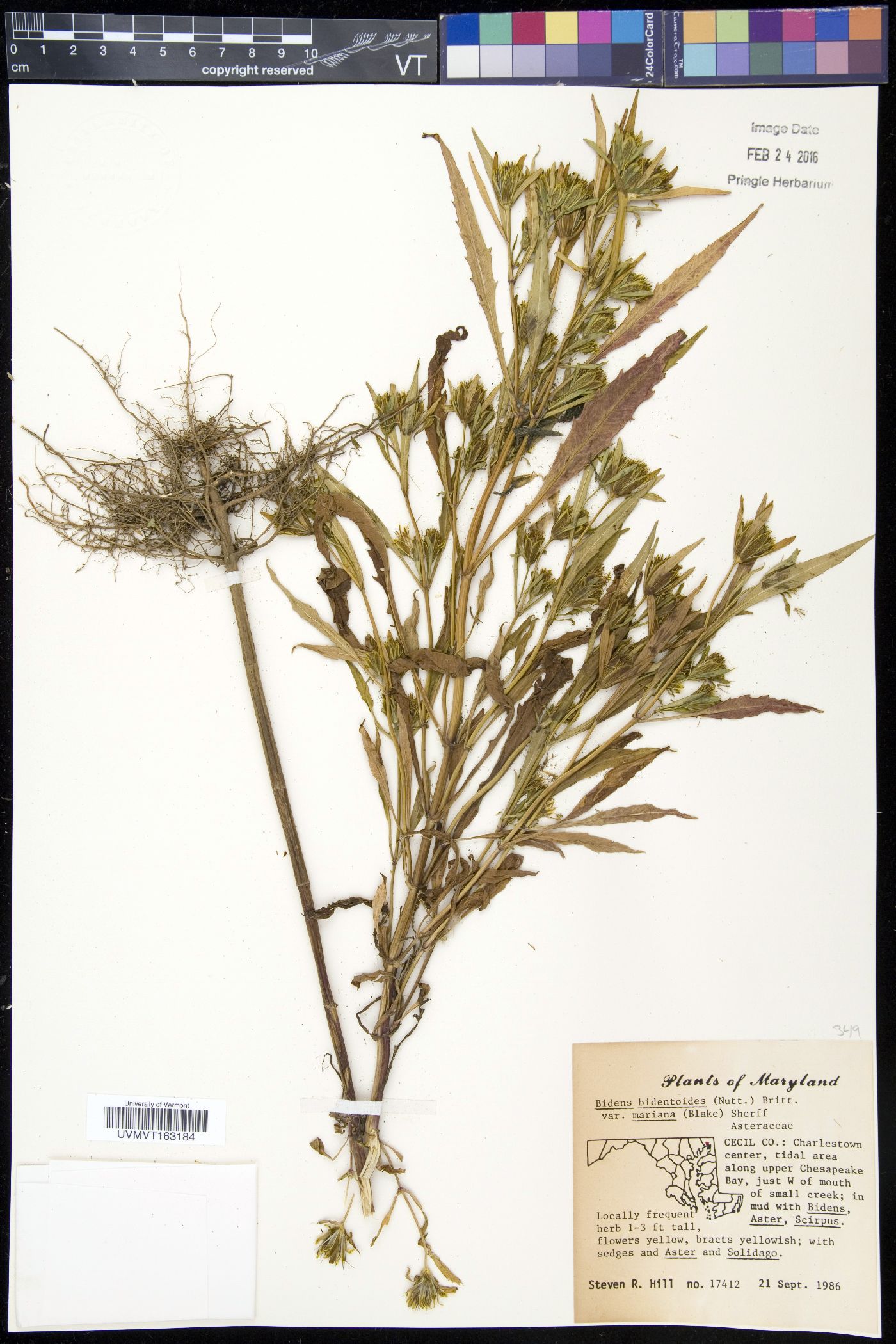 Bidens bidentoides var. mariana image