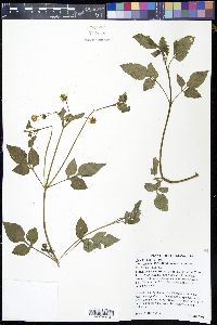 Bidens alba var. radiata image