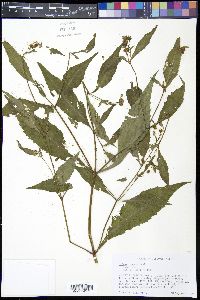 Bidens connata image