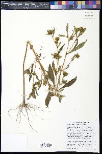 Bidens tripartita image