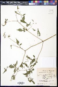 Bidens discoidea image