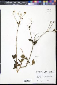 Bidens pilosa image