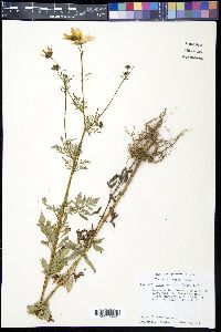 Bidens serrulata image