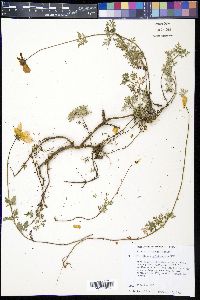 Bidens triplinervia image