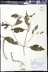 Bidens tripartita image