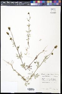 Bidens tenuisecta image