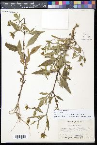 Bidens tripartita image