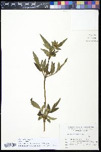 Bidens tripartita image