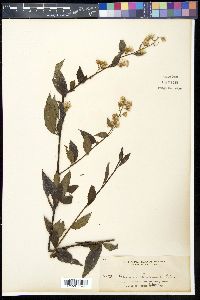 Image of Blumea chinensis