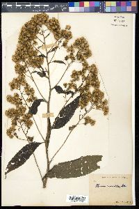 Image of Blumea aromatica
