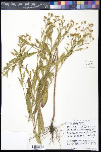 Boltonia asteroides image