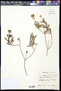 Borrichia arborescens image